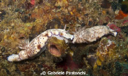 Risbecia tryoni by Gabriele Pastonchi 